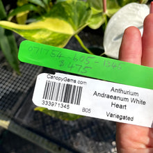 Load image into Gallery viewer, Anthurium Andraeanum White Heart, Exact Plant Variegated Ships Nationwide
