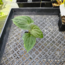Load image into Gallery viewer, Anthurium Papillilaminum Fort Sherman X ( FS X Ralph Lynam), Exact Plant Ships Nationwide
