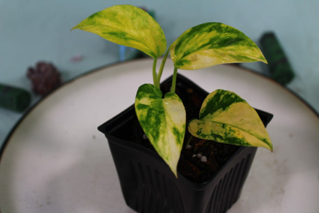 Variegated Epipremnum Yellow Flame exact plant, ships nationwide