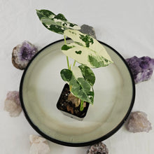 Load image into Gallery viewer, Alocasia Frydek, Exact Plant Variegated double plant Ships Nationwide

