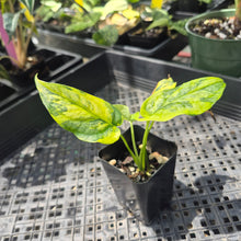 Load image into Gallery viewer, Monstera Siltepecana Aurea Variegated 2.5" pot, Fedex 2day*
