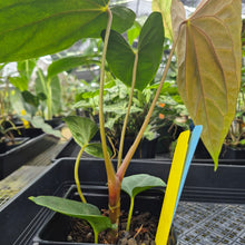 Load image into Gallery viewer, Anthurium Papillilaminum Fort Sherman X ( FS X Ralph Lynam), Exact Plant Ships Nationwide
