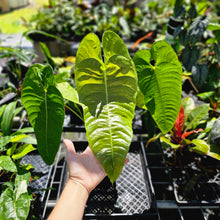 Load image into Gallery viewer, Anthurium Veitchii Narrow Form, Exact Plant X noid, X-Large, 6&#39;&#39; pot
