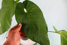 Load image into Gallery viewer, Anthurium Dolichostachyum Exact Plant
