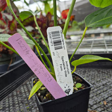 Load image into Gallery viewer, Anthurium Spectabile Wide Form, Exact Plant
