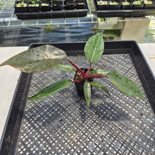 Load image into Gallery viewer, Philodendron Royal Queen 2.5" pot, Fedex 2day*
