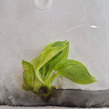 Load image into Gallery viewer, Philodendron 'Golden Melinonii' Variegated tissue culture Fedex 2day

