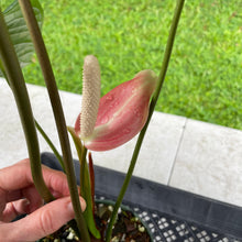 Load image into Gallery viewer, Anthurium Moodeanum x Veitchii, exact plant, Fedex 2day*
