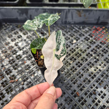 Load image into Gallery viewer, Alocasia polly snowflake pink variegated, Exact Plant Ships Nationwide.
