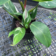 Load image into Gallery viewer, Philodendron White Princess, Exact Plant Variegated Hot Pink
