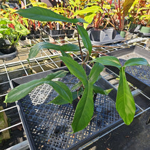 Load image into Gallery viewer, Philodendron 69686 Bette Waterbury, Exact Plant Ships Nationwide
