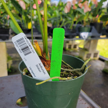 Load image into Gallery viewer, Anthurium Shibori, Exact Plant Variegated Ships Nationwide
