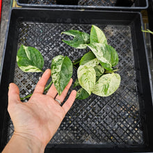 Load image into Gallery viewer, Epipremnum Pinnatum Marble, Exact Plant Variegated triple plant pot Ships Nationwide
