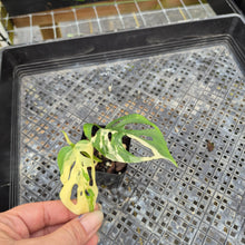Load image into Gallery viewer, Monstera Adansonii Laniata Albo, Exact Plant Variegated Ships Nationwide
