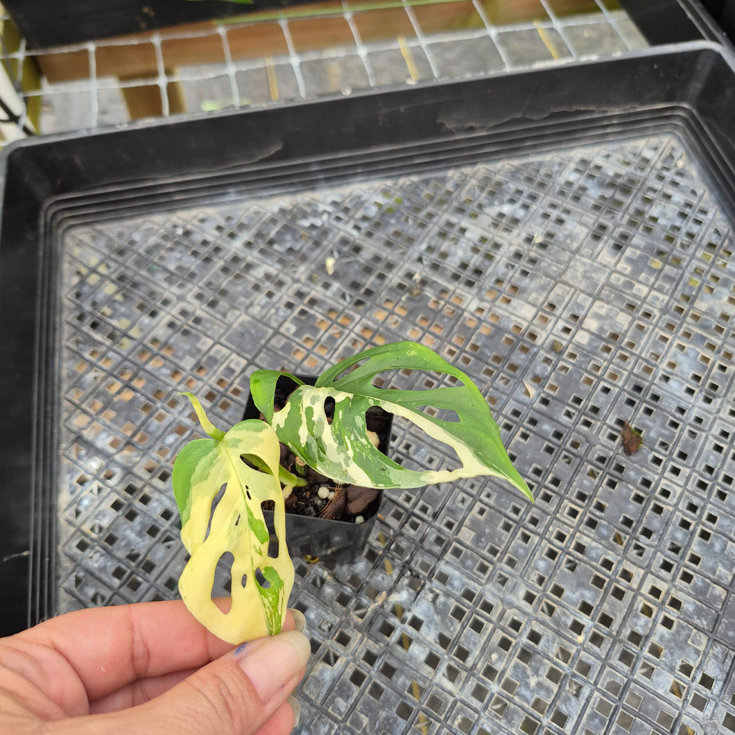 Monstera Adansonii Laniata Albo, Exact Plant Variegated Ships Nationwide