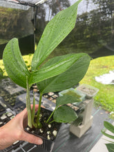 Load image into Gallery viewer, Rhaphidophora Decursiva 4" pot, ships nationwide

