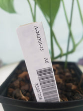 Load image into Gallery viewer, Monstera Siltepecana El Salvador 4" pot, Fedex 2day*
