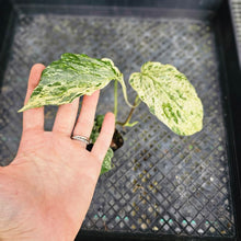 Load image into Gallery viewer, Amydrium Medium, Exact Plant Variegated Ships Nationwide
