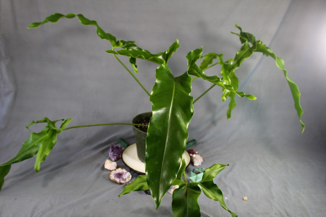 Philodendron Thaumatophyllum Marijke XL Exact Plant