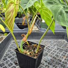 Load image into Gallery viewer, Philodendron Verrucosum Pseudoverrucosum Croat , Exact Plant Ships Nationwide

