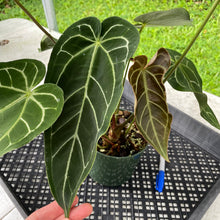Load image into Gallery viewer, Anthurium Magnificum X Warocqueanum AFF noid, exact plant, Fedex 2day*
