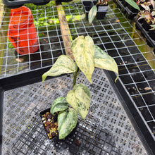 Load image into Gallery viewer, Scindapsus Peasun Variegated 4" pot, Fedex 2day*
