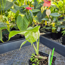 Load image into Gallery viewer, Monstera Borsigiana Albo Deliciosa, Exact Plant Variegated Ships Nationwide
