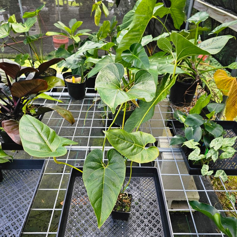 Anthurium Decipiens, Exact Plant