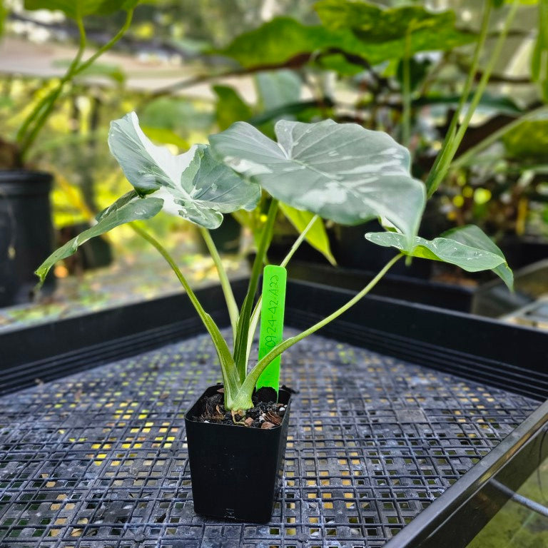 Alocasia Odora, Okinawa Silver, Exact Plant Variegated – Canopy Gems