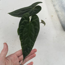 Load image into Gallery viewer, Anthurium (Ace of Spades DF x Kunayalense) x Pap FS, Exact Plant Ships Nationwide
