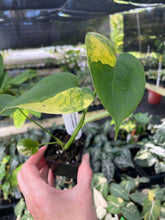 Load image into Gallery viewer, Monstera Deliciosa Aurea variegated 2.5" pot 2DayAir
