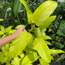 Load image into Gallery viewer, Philodendron Thai Sunrise Variegated 6" pot, Fedex 2day
