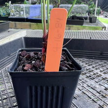 Load image into Gallery viewer, Anthurium Cupulispathum X Pedatum , Exact Plant Ships Nationwide
