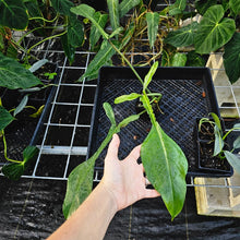Load image into Gallery viewer, Philodendron Joepii, Exact Plant Ships Nationwide
