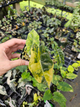 Load image into Gallery viewer, Alocasia Pseudo Sanderiana Aurea variegated 2.5" pot, Fedex 2day*
