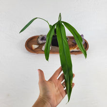 Load image into Gallery viewer, Philodendron Holtonianum, Exact Plant Ships Nationwide
