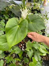 Load image into Gallery viewer, Anthurium Faustomirandae, Faustino'S Giant 4" pot, Fedex 2day*
