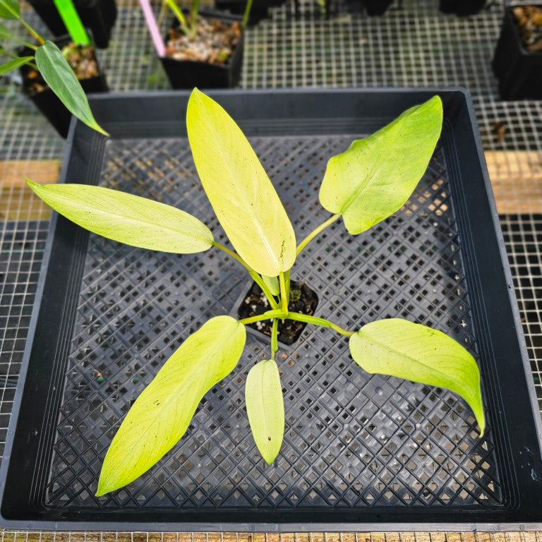 Philodendron Whipple Way, Exact Plant Variegated Ships Nationwide