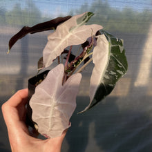 Load image into Gallery viewer, Alocasia Polly Snowflake Pink variegated exact plant, Fedex 2day*
