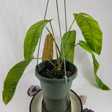 Load image into Gallery viewer, Philodendron Patriciae, Exact Plant
