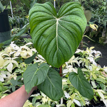 Load image into Gallery viewer, Philodendron Pastazanum 6" pot, Fedex 2day
