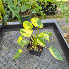 Load image into Gallery viewer, Philodendron Burle Marx, Exact Plant Variegated Ships Nationwide
