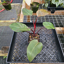 Load image into Gallery viewer, Philodendron Orange Princess, Exact Plant Variegated Ships Nationwide
