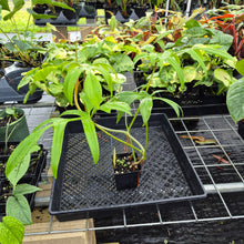 Load image into Gallery viewer, Philodendron Quercifolium, Exact Plant Ships Nationwide

