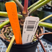 Load image into Gallery viewer, Philodendron Spiritus Sancti exact plant, Fedex 2day*
