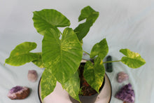 Load image into Gallery viewer, Variegated Alocasia Gageana Aurea Triple plant Exact plant

