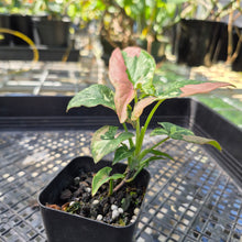 Load image into Gallery viewer, Syngonium Red Spot Tricolor, Exact Plant Variegated Ships Nationwide
