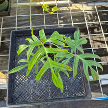 Load image into Gallery viewer, Philodendron Quercifolium, Exact Plant Ships Nationwide
