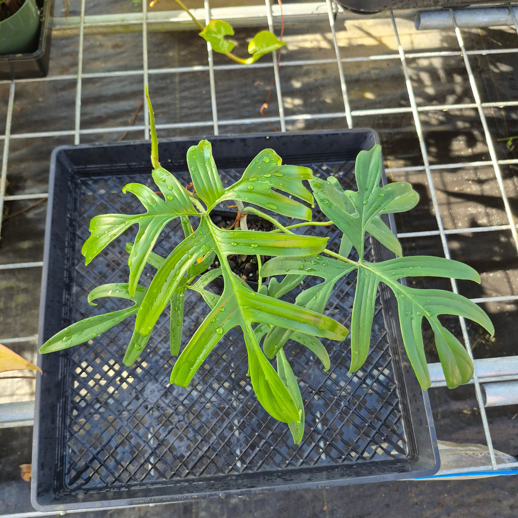 Philodendron Quercifolium, Exact Plant Ships Nationwide