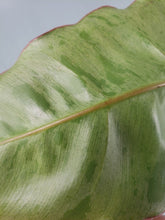 Load image into Gallery viewer, Pariso Verde, Exact Plant, variegated Philodendron
